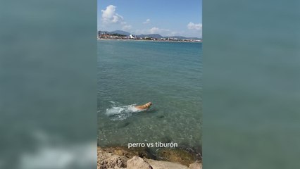 Aparece un tiburón en Denia y un perro se lanza al mar a perseguirle y todos señalan al dueño