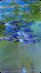 Dua  to sleep recitation with English and Urdu Translation