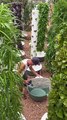 Aeroponic Farming is the Best Way to Grow Plants Faster #shorts #shortvideo #video #virals #videoviral #innovationhub