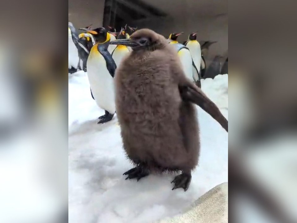 Riesiges Pinguinküken 'Pesto' wird zum TikTok-Star