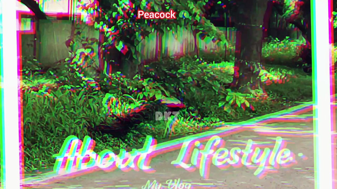 Peacock flying | Peacock dance | Peacock sound | Peacock opening feathers | मोर नृत्य |   #peacockvoice #Peacocksound #mor #Peacockdance#Peacocksound #Peacockopeningfeathers #halfmoonbeach #mor #more #peacockvideo #morkiawaaz #peacockvoice #PeacocksOfNoid