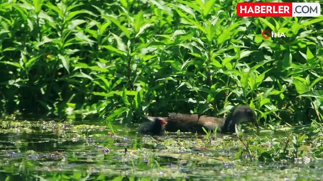 Bitlis, 300 Kuş Türüne Ev Sahipliği Yapıyor