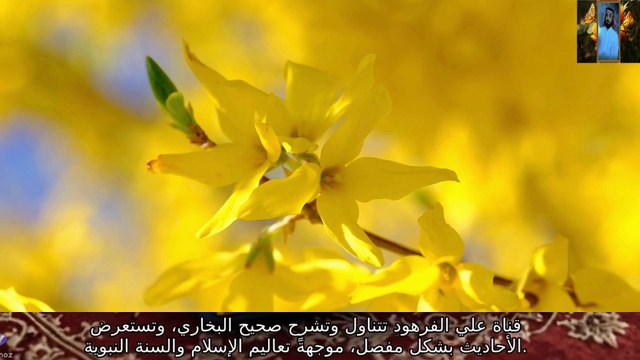 قصص صحيح البخاري باب الإنصات يوم الجمعة والإمام يخطب الأحاديث قناة علي الفرهود القران الكريم