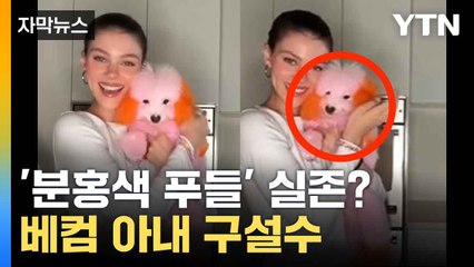 [자막뉴스] "강아지에게 무슨 짓을" 베컴 부부, SNS에서 '학대 논란' / YTN
