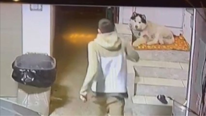 'Guard' dog taps into his 'every man for himself' side after intruder breaks into backyard