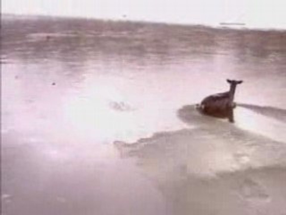 Usage inattendu d'un hélicoptère...fallait y penser!