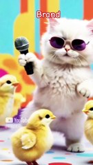 __Brand____star_14672__ #shorts #cats #comedy #vedio