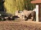 Mise en contact rhinocéros/zèbres de Grévy