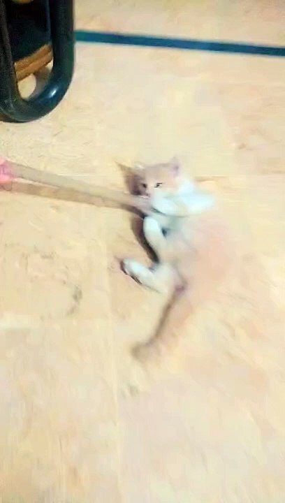my kitten having fun with stick