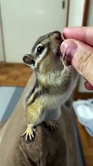 Esquilo sendo alimentado por Adiel