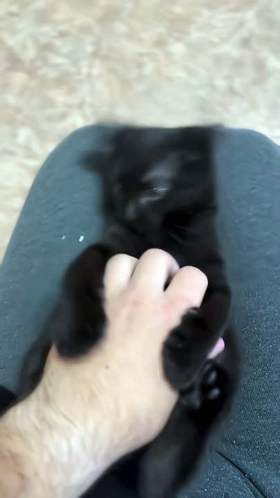 "This cute black kitty knows how to enjoy the little things, one touch at a time."