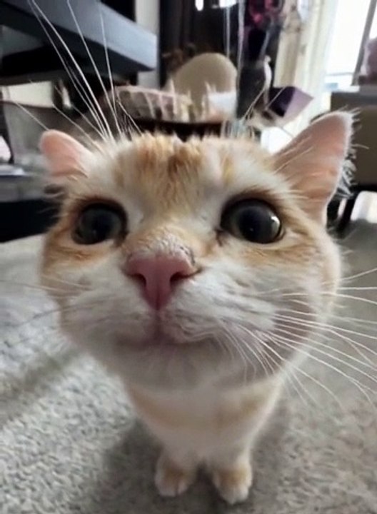 Hahahaha hahahaha so funny smiling little cat