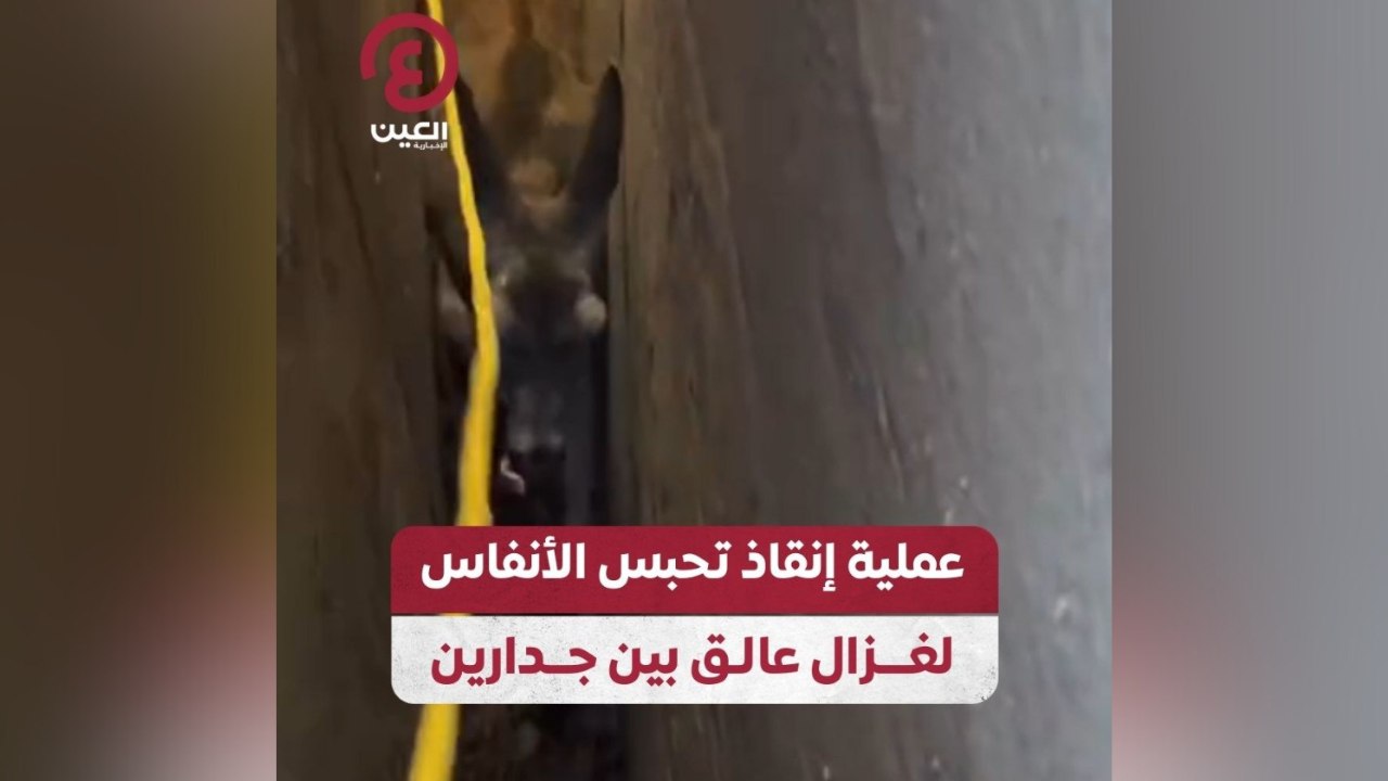 عملية إنقاذ تحبس الأنفاس لغزال عالق بين جدارين