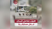 هروب جماعي لثيران خلال مسابقة