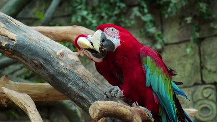 Macaw, Parrot, Birds.