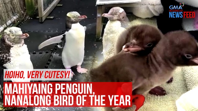 Hoiho, very cutesy! Mahiyaing penguin, nanalong bird of the year | GMA Integrated News