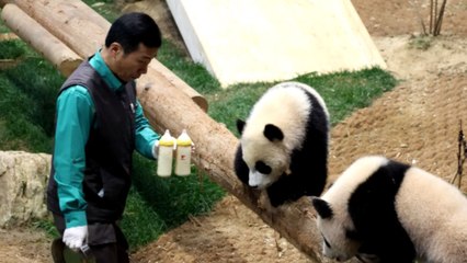 Adorable twin pandas have a dispute with each other at lunchtime