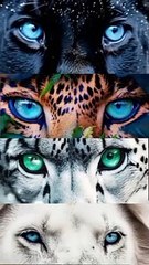 Big Cats With Coloured Eyes