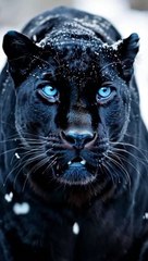 Black Panther With Blue Eyes