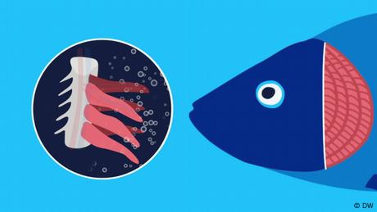 ¡Quiero saber! - ¿Respiran los peces oxígeno como los humanos?