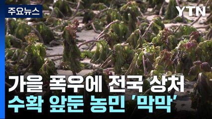 수확 앞두고 쏟아진 폭우..."올해 농사 포기할 판" / YTN