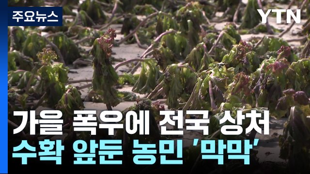 수확 앞두고 쏟아진 폭우... 올해 농사 포기할 판 / YTN