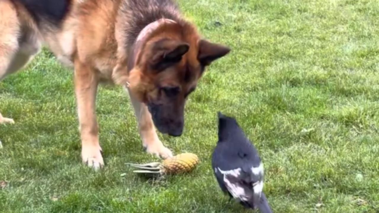 Beak vs. Bite: Unlikely tug-of-war between a German shepherd and a crow
