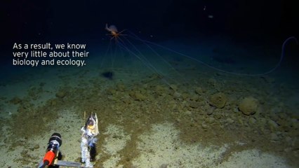 Lula "alienígena" é filmada pela primeira vez na segunda zona mais profunda do oceano