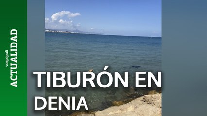 Aparece un tiburón en Denia y un perro se lanza al mar tras él