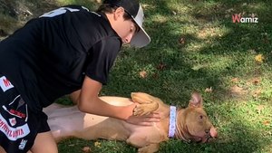 Heartbroken dog returned to shelter: Little does she know a surprise awaits her