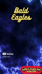 Animal Facts      Bald Eagles       #shorts