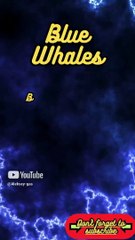 Animal Facts      Blue Whales       #shorts