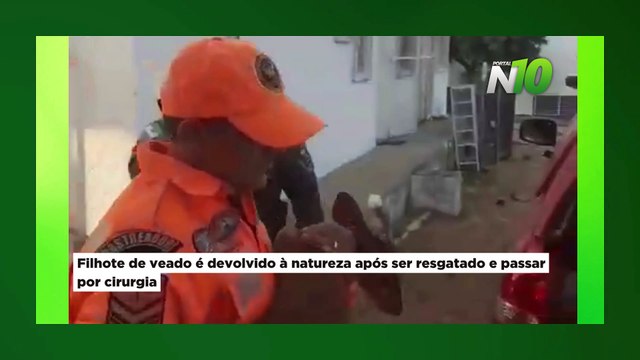 Filhote de veado é devolvido à natureza após ser resgatado e passar por cirurgia!