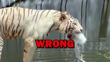 SICK TIGER!