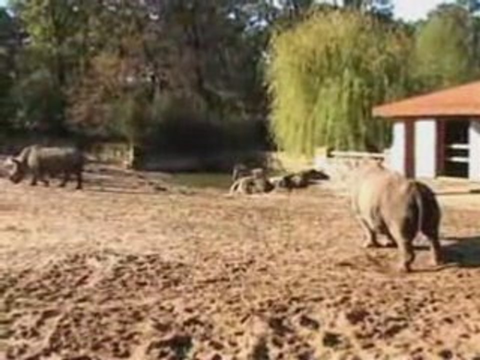 Rhinos Acte III