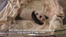 Bebês gêmeos de panda nascidos no zoológico de Berlim estão crescendo de forma estável