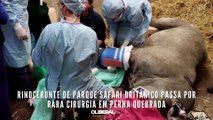 Rinoceronte de parque safari britânico passa por rara cirurgia em perna quebrada