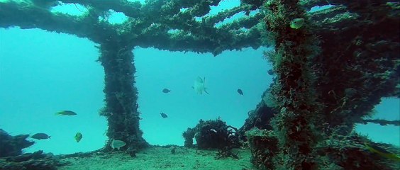 Sea  & Ocean Species Discovery || Amazing Species || Relaxing Music ♬ || 8K UHD Quality