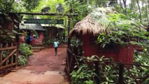 Watch: The man championing chimpanzee conservation in Sierra Leone.