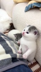 Video ke liye title ho sakta hai: "Chhoti Si Billiyan: Naye Cat Baby Ka Pahla Din!"