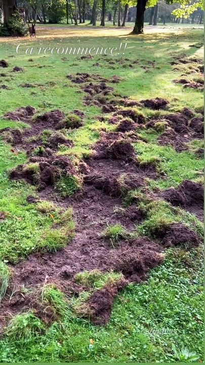 Des sangliers se sont invités sur la propriété et ils ont fait de sacrés dégâtsAnthony Delon dévoile les dégâts causés par la présence de sanglier sur le terrain de Douchy