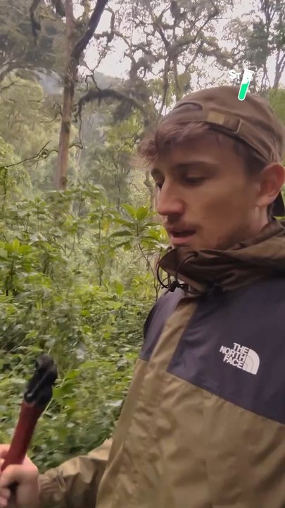 Les gorilles sont des animaux très protocolaires : @mathieucourdesses nous expliquer le procédé pour les approcher !