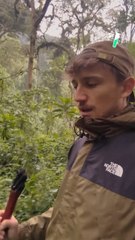 Les gorilles sont des animaux très protocolaires : @mathieucourdesses nous expliquer le procédé pour les approcher !