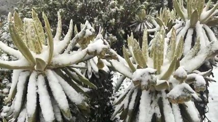 Download Video: Espectacular nevada embellece el Parque Nacional Natural de Los Nevados