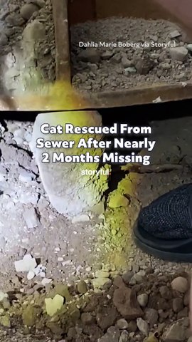 Cat Rescued From Sewer After Nearly 2 Months Missing