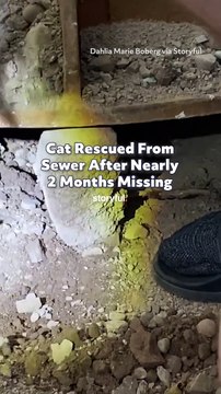 Cat Rescued From Sewer After Nearly 2 Months Missing