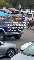 Wild Moment Escaped Rodeo Bulls Bolt Through Crowd and Smash Fence