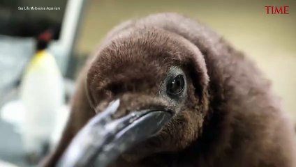 Move Over Moo Deng, Viral Penguin Pesto Is Making Waves