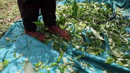 Entre coca e 'trabalho social', a Segunda Marquetalia reina no sudoeste da Colômbia