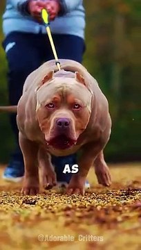 Cuddles Over Muscles: Meet the Pitbull! #pitbull #dogfacts #cuddlebuddy